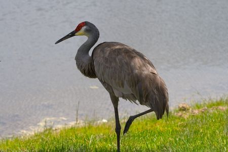Sandhill crane standing on one leg against water and grass backgroundの写真素材