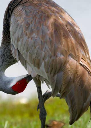 Preening sandhill crane close up against bokeh grass and waterの写真素材