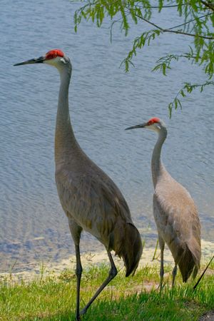 Two sandhill cranes standing near the edge of a lakeの写真素材
