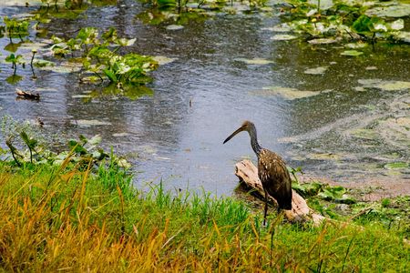 American bittern wading at the edge of the river bankの写真素材