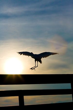 White heron (great egret) landing on pier railing against sunsetの写真素材