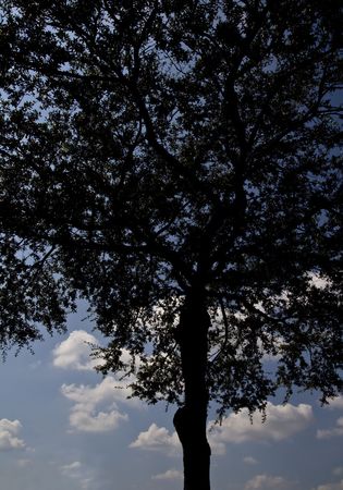 silhouette of an oak tree against blue sky with fluffy clouds