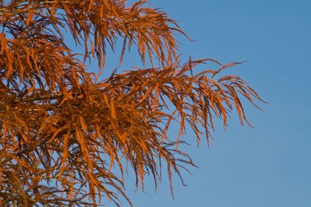 Wispy cypress branches after having changed colors in fallの写真素材