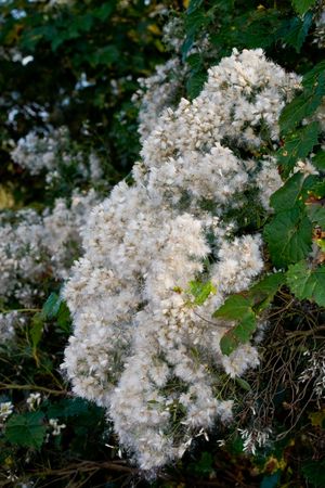 Groundsel tree - Baccharis halimifolia - seedheads all fluffy and dispersing with vines intertwined