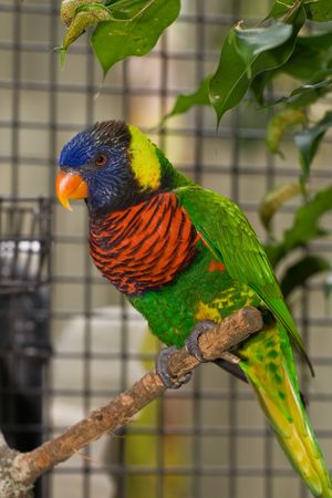 Lorikeet perched on the end of a branch looking alert