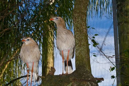 Red legged seriema perched on a tree branchの写真素材
