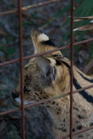 Serval head close up showing bars of cageの写真素材