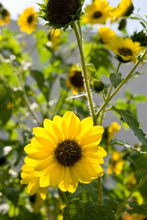 Prairie sunflower with shallow DOF leaving the rest of the bunch in soft focus