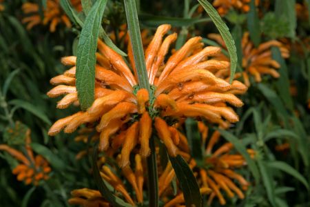 Close up of a bloom cluster on a Lion's Ear plantの写真素材