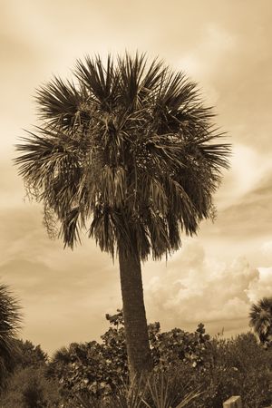 Sepia toned palm tree among the underbrushの写真素材