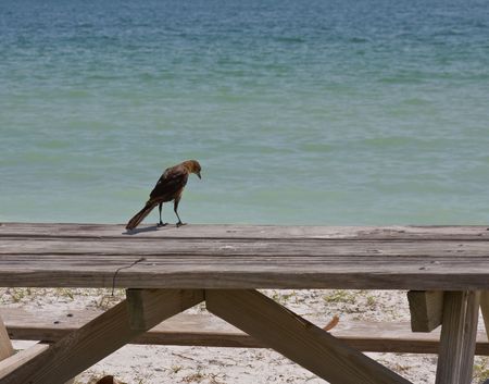 Rusty blackbird on picnic bench looking for foodの写真素材