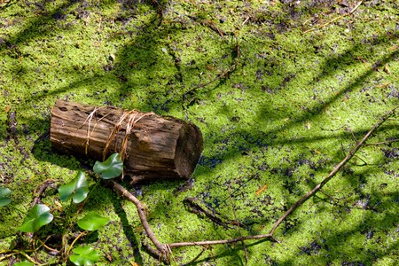 Piece of a log sitting among duckweed in a marsh / swampの写真素材