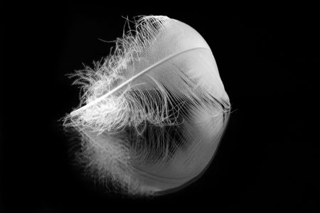 white feather with reflection on black backgroundの写真素材