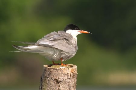 Tern...の写真素材