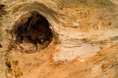 Wood structureの写真素材
