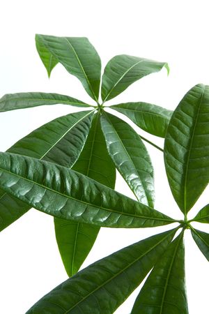 Leafsの写真素材