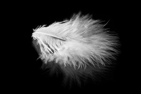 white feather with reflection on black backgroundの写真素材