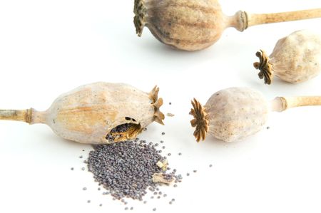 poppy headsの写真素材