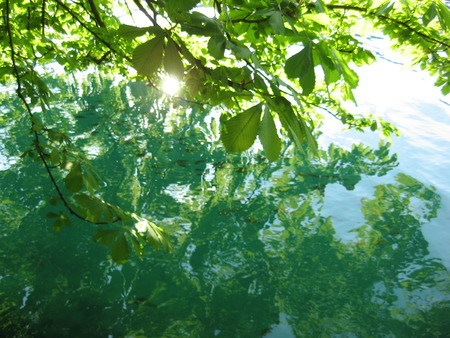 Reflected tree leavesのeditorial素材