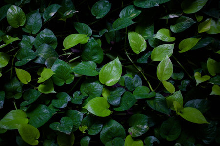 Green leafs in forest with beautiful backgroundの写真素材