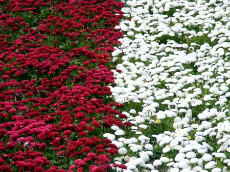 Red and white flowers.の写真素材