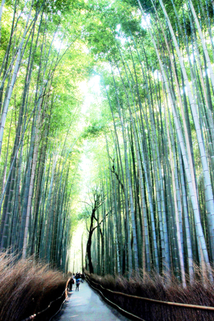 Bamboo in Arashiyama, Kyotoの写真素材