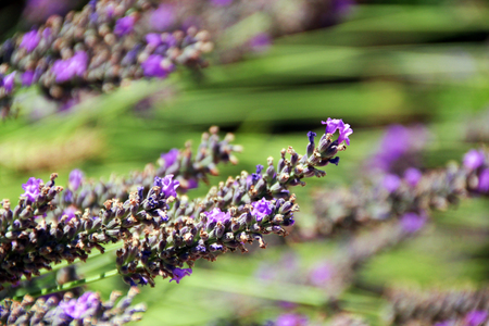 Lavender of Provence, Franceの写真素材