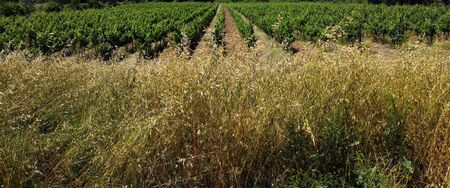 View of vineyards and field, spring timeの写真素材