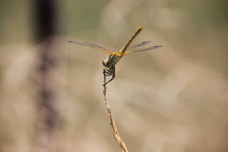 Dragonfly on a plantの写真素材