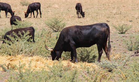 A herd of bulls, Camargueの写真素材