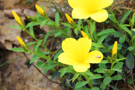 Yellow flower with a spiderの写真素材
