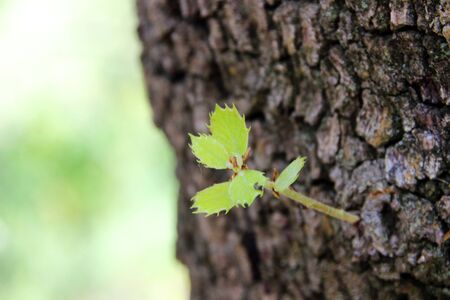 Little leaf on a trunkの写真素材