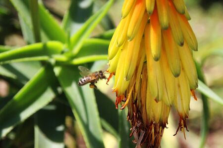 Bee foraging a yellow flower, Provenceの写真素材