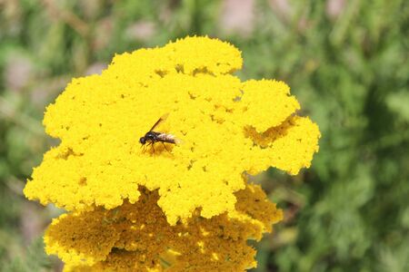 Insect on a yellow flower, spring seasonの写真素材