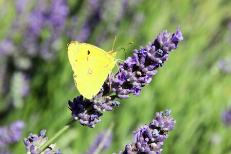 Beautiful butterfly on lavender, Provenceの写真素材