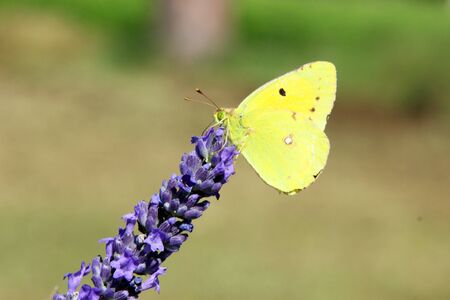 Beautiful butterfly on lavender, Provenceの写真素材