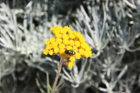 Insect on a yellow flower, spring timeの写真素材