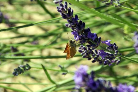 Beautiful butterfly on lavender, Provenceの写真素材
