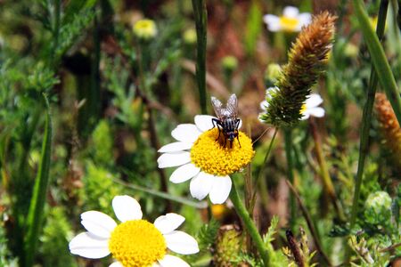 Insect on a daisy, provenceの写真素材