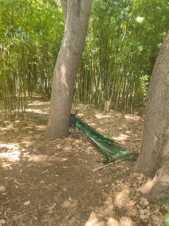 A walk in the Olbus Riquier park on a Sunny day in summerの写真素材