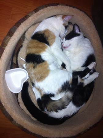 Brother and sister share an afternoon siesta glued together by affection.の素材