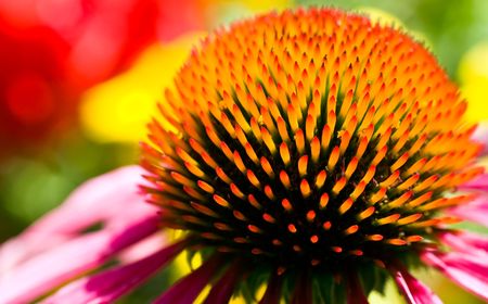 Closeup of flower Echinacea purpureaの写真素材