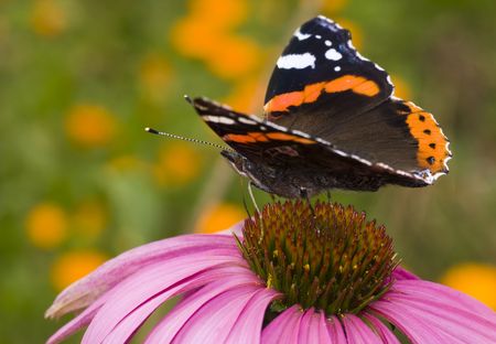 butterfly ( Vanessa atalanta ) feeding on flower ( Echinacea purpurea )の写真素材