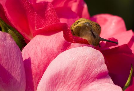 A tiny snail peeps out of a red roseの写真素材