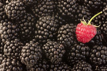 A single raspberry stands out among blackberriesの写真素材
