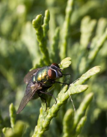 Close up of fly on shrub backgroundの写真素材
