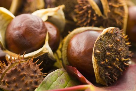 A collection of brown chesnuts