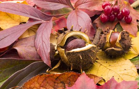 fallen chestnuts on colorful leavesの写真素材