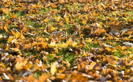 Colorful fall leaves on the groundの写真素材