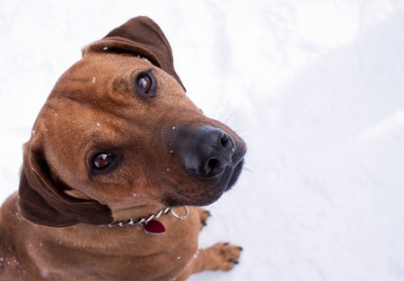 Rhodesian Ridgeback dog in winterの写真素材